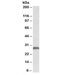 Western blot testing of mouse brain lysate with FGF13 antibody at 0.5ug/ml. Predicted molecular weight: ~28kDa.