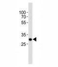 Western blot analysis of lysate from mouse kidney tissue using Hes1 antibody diluted at 1:1000. Predicted molecular weight: 30-35 kDa.