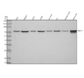 Western blot analysis of NEK11 using anti-NEK11 antibody. Lane 1: human Hela whole cell lysates, Lane 2: human HepG2 whole cell lysates, Lane 3: human whole cell lysates, Lane 4: human whole cell lysates, Lane 5: rat testis tissue lysates, Lane 6: rat C6 whole cell lysates, Lane 7: mouse testis tissue lysates, Lane 8: mouse Neuro-2a whole cell lysates. After electrophoresis, proteins were transferred to a nitrocellulose membrane at 150 mA for 50-90 min.