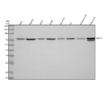Western blot analysis of NEK11 using anti-NEK11 antibody. Lane 1: human Hela whole cell lysates, Lane 2: human HepG2 whole cell lysates, Lane 3: human whole cell lysates, Lane 4: human whole cell lysates, Lane 5: rat testis tissue lysates, Lane 6: rat C6 whole cell lysates, Lane 7: mouse testis tissue lysates, Lane 8: mouse Neuro-2a whole cell lysates. After electrophoresis, proteins were transferred to a nitrocellulose membrane at 150 mA for 50-90 min.