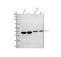 Western blot analysis of HEXIM2 using anti-HEXIM2 antibody. Electrophoresis was performed on a 10% SDS-PAGE gel at 80V (Stacking gel) / 120V (Resolving gel) for 2 hours. Lane 1: rat testis tissue lysates, Lane 2: rat C6 whole cell lysates, Lane 3: mouse testis tissue lysates, Lane 4: mouse TM4 whole cell lysates. After electrophoresis, proteins were transferred to a nitrocellulose membrane at 150 mA for 50-90 min. Blocked the membrane with 5% non-fat milk/TBS for 1.5 hour at RT.