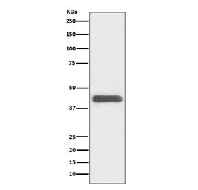 Western blot testing of human K562 cell lysate with GATA1 antibody. Predicted molecular weight ~43 kDa.