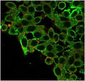 Immunofluorescent staining of PFA-fixed human HeLa cells using CNOT10 antibody (green, clone PCRP-CNOT10-1D5) and phalloidin (red).
