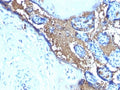 IHC testing of FFPE human placenta stained with anti-Glycophorin A antibody (clone SPM599). Required HIER: boil tissue sections in pH 9 10mM Tris with 1mM EDTA for 10-20 min.