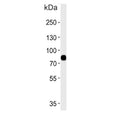 Western blot testing of human blood plasma lysate with LRRC45 antibody. Predicted molecular weight ~76 kDa.