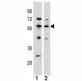 KLF4 antibody western blot analysis in (1) MCF-7 (2) K562 lysate. Predicted molecular weight: 50-60 kDa + possible ~75 kDa (phosphorylated form).