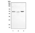 Western blot testing of human 1) HEL, 2) RT-4 and 3) HaCaT cell lysate with CD48 antibody at 0.5ug/ml. Expected molecular weight 28 kDa (unmodified), up to 50 kDa (glycosylated).