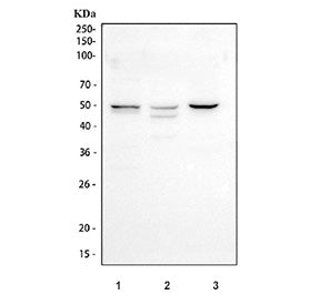 Western blot testing of human 1) HEL, 2) RT-4 and 3) HaCaT cell lysate with CD48 antibody at 0.5ug/ml. Expected molecular weight 28 kDa (unmodified), up to 50 kDa (glycosylated).
