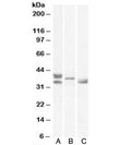 Western blot testing of A) human, B) mouse and C) rat heart lysates with Renalase antibody at 0.5ug/ml. Molecular weight: observed in human/mouse/rat samples between 33~38 kDa.