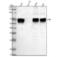 Western blot analysis of LTBR using anti-LTBR antibody. Lane 1: human Hela whole cell lysates, Lane 2: human Hut-78 whole cell lysates, Lane 3: human K562 whole cell lysates, Lane 4: human HEL whole cell lysates. After electrophoresis, proteins were transferred to a nitrocellulose membrane at 150 mA for 50-90 min. Blocked the membrane with 5% non-fat milk/TBS for 1.5 hour at RT.