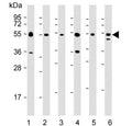 Western blot testing of 1) monkey COS-7 and human 2) Daudi, 3) HepG2, 4) HT-29, 5) Jurkat and 6) MCF7 cell lysate with IRF3 antibody. Predicted molecular weight ~47 kDa.