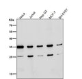 Western blot testing of human samples using the Phospho-Nucleophosmin (Ser125) antibody at 1:3000 dilution for 1 hour at room temperature. A predominant band is observed at ~35 kDa, consistent with phosphorylated NPM1 migrating slightly above its predicted 33 kDa. An additional ~26 kDa species is detected, consistent with a Ser125-containing proteolytic fragment of NPM1 that appears in some cell lysates.