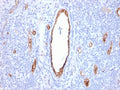 IHC staining of FFPE human tonsil with vWF antibody (clone VWF/2480). HIER: boil tissue sections in pH 9 10mM Tris with 1mM EDTA for 20 min and allow to cool before testing.