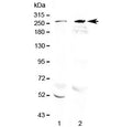 Western blot testing of 1) rat brain and 2) mouse brain lysate with RanBP2 antibody at 0.5ug/ml. Predicted molecular weight ~358 kDa, observed here at ~270 kDa.