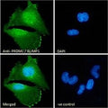IF/ICC staining of fixed and permeabilized human U-251 cells with PRDM11 antibody (green) at 10ug/ml and DAPI nuclear stain (blue).