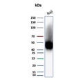Western blot testing of human Raji cell lysate with CD38 antibody (clone rCD38/8045). Expected molecular weight: 34-46 kDa depending on glycosylation level.