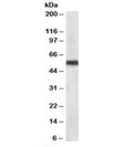 Western blot testing of human liver lysate with CYP2C8 antibody at 0.1ug/ml. Predicted molecular weight: ~56kDa.