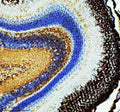 IHC staining of FFPE zebrafish retina tissue with Ppp2ca antibody, HRP secondary and DAB substrate. HIER: boil tissue sections in pH8 EDTA for 20 min and allow to cool before testing.