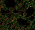 Immunofluorescent staining of PFA-fixed human HeLa cells using CHRAC17 antibody (green, clone PCRP-POLE3-3D3) and phalloidin (red).