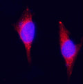 Immunofluorescent staining of FFPE mouse RM1 cells with Plagl1 antibody (red) and DAPI nuclear stain (blue). HIER: steam section in pH6 citrate buffer for 20 min.