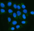 Immunofluorescent staining of FFPE human U-2 OS cells with MGME1 antibody (green) and DAPI nuclear stain (blue). HIER: steam section in pH6 citrate buffer for 20 min.