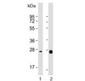 Western blot testing of human 1) liver and 2) ovary lysate with NTF3 antibody. Predicted molecular weight ~29 kDa.