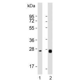 Western blot testing of human 1) liver and 2) ovary lysate with NTF3 antibody. Predicted molecular weight ~29 kDa.