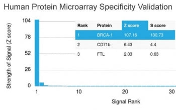 Analysis of HuProt(TM) microarray containing more than 19,000 full-length human proteins using BRCA-1 antibody (clone BRCA1/2973). These results demonstrate the foremost specificity of the BRCA1/2973 mAb. Z- and S- Score: The Z-score represents the strength of a signal that a monoclonal antibody (clone MAb) (in combination with a fluorescently-tagged anti-IgG secondary antibody) produces when binding to a particular protein on the HuProt(TM) array.