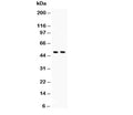 Western blot testing of c-Myc antibody and Lane 1: HeLa; 2: HEPG2 lysate