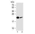 Western blot testing of human 1) Jurkat and 2) Daudi cell lysate with NKp30 antibody at 1:1000. Predicted molecular weight: 22-39 kDa depending on glycosylation level.