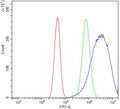 Flow cytometry testing of human A431 cells with BTG2 antibody at 1ug/million cells (blocked with goat sera); Red=cells alone, Green=isotype control, Blue= BTG2 antibody.