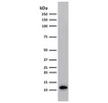 Western blot testing of human Raji cell lysate with Beta-2 Microglobulin antibody (clone C21.48A1). Expected molecular weight: 12-14 kDa.