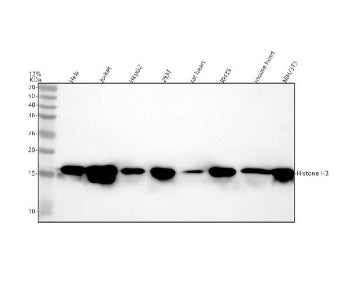 Western blot analysis of Histone H3 using Histone H3 (mono methyl K36) antibody. Lane 1: human Hela whole cell lysates, Lane 2: human Jurkat whole cell lysates, Lane 3: human HepG2 whole cell lysates, Lane 4: human 293T whole cell lysates, Lane 5: rat heart tissue lysates, Lane 6: rat RH35 whole cell lysates, Lane 7: mouse heart tissue lysates, Lane 8: mouse NIH/3T3 whole cell lysates. After electrophoresis, proteins were transferred to a nitrocellulose membrane at 150 mA for 50-90 minutes. Blocked the memb