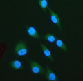 Immunofluorescent staining of LPXN using anti-LPXN antibody (green). LPXN was detected in an immunocytochemical section of cells. Enzyme antigen retrieval was performed using IHC enzyme antigen retrieval reagent for 15 mins. The cells were blocked with 10% goat serum. And then incubated with 5 ug/ml rabbit anti-LPXN antibody overnight at 4oC. DyLight 488 Conjugated Goat Anti-Rabbit IgG was used as secondary antibody at 1:500 dilution and incubated for 30 min at 37oC.