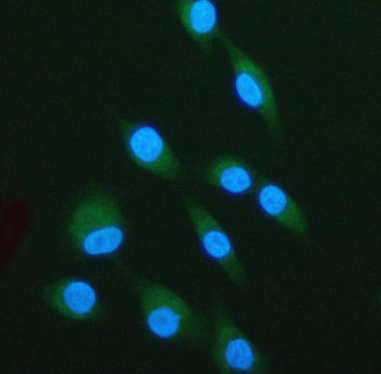 Immunofluorescent staining of LPXN using anti-LPXN antibody (green). LPXN was detected in an immunocytochemical section of cells. Enzyme antigen retrieval was performed using IHC enzyme antigen retrieval reagent for 15 mins. The cells were blocked with 10% goat serum. And then incubated with 5 ug/ml rabbit anti-LPXN antibody overnight at 4oC. DyLight 488 Conjugated Goat Anti-Rabbit IgG was used as secondary antibody at 1:500 dilution and incubated for 30 min at 37oC.