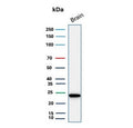 Western blot testing of human brain tissue lysate with UchL1 antibody. Predicted molecular weight ~25 kDa.