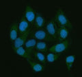 Immunofluorescent staining of LGALS3BP using anti-LGALS3BP antibody (green). LGALS3BP was detected in an immunocytochemical section of HELA cells. Enzyme antigen retrieval was performed using IHC enzyme antigen retrieval reagent for 15 mins. The cells were blocked with 10% goat serum. And then incubated with 5 ug/ml rabbit anti-LGALS3BP antibody overnight at 4oC. DyLight 488 Conjugated Goat Anti-Rabbit IgG was used as secondary antibody at 1:500 dilution and incubated for 30 min at 37oC.