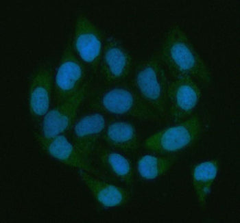 Immunofluorescent staining of LGALS3BP using anti-LGALS3BP antibody (green). LGALS3BP was detected in an immunocytochemical section of HELA cells. Enzyme antigen retrieval was performed using IHC enzyme antigen retrieval reagent for 15 mins. The cells were blocked with 10% goat serum. And then incubated with 5 ug/ml rabbit anti-LGALS3BP antibody overnight at 4oC. DyLight 488 Conjugated Goat Anti-Rabbit IgG was used as secondary antibody at 1:500 dilution and incubated for 30 min at 37oC.