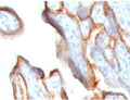 IHC testing of FFPE human placenta stained with hCG alpha antibody (CGA91-2).