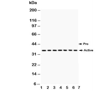 Western blot testing of Caspase-9 antibody and Lane 1: A549; 2: SMMC-7721; 3: 293T; 4: Jurkat; 5: Raji; 6: CEM; 7: HUT lysate