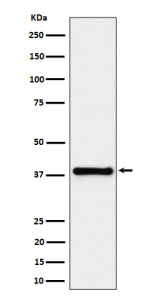 Western blot analysis of UCHL5IP/HAUS7 expression in HeLa cell lysate using HAUS7 antibody. Predicted molecular weight ~40 kDa.