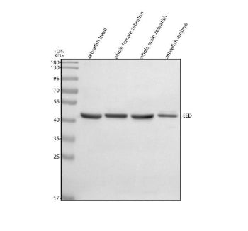 Western blot analysis of EED protein using Zebrafish Eed antibody and 1) zebrafish head, 2) whole female zebrafish, 3) whole male zebrafish and 4) zebrafish embryo tissue lysate. Predicted molecular weight ~51 kDa.