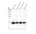 Western blot analysis of Sod1 protein using Zebrafish Sod1 antibody and 1) zebrafish head, 2) whole female zebrafish, 3) whole male zebrafish and 4) zebrafish embryo tissue lysate. Predicted molecular weight ~16 kDa.