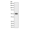 Western blot testing of human HeLa cell lysate with CEP43 antibody. Predicted molecular weight ~43 kDa.