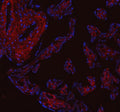Immunofluorescent staining of FFPE human placental tissue with Collagen 1 antibody (red) and DAPI counterstain (blue). HIER: boil tissue sections in pH8 EDTA buffer, for 10-20 min and allow to cool before testing.