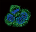 Confocal immunofluorescent analysis of VEGFR2 antibody with HeLa cells followed by Alexa Fluor 488-conjugated goat anti-rabbit lgG (green). DAPI was used as a nuclear counterstain (blue).