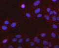 Immunofluorescent staining of FFPE human U-2 OS cells with PCDHGC4 antibody (red) and DAPI nuclear stain (blue). HIER: steam section in pH6 citrate buffer for 20 min.