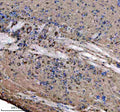 IHC staining of FFPE zebrafish brain tissue with Zebrafish Atp5b antibody. HIER: boil tissue sections in pH8 EDTA for 20 min and allow to cool before testing.
