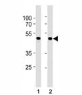 SMAD3 antibody western blot analysis in HepG2 and mouse C2C12 lysate. Observed molecular weight: 48~55 kDa.