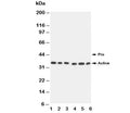 Western blot testing of Caspase-9 antibody and Lane 1: SMMC-7721; 2: MCF-7; 3: CEM; 4: Jurkat; 5: Raji; 6: HeLa